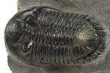 Detailed Hollardops Trilobite Fossil - Ofaten, Morocco #340234-3